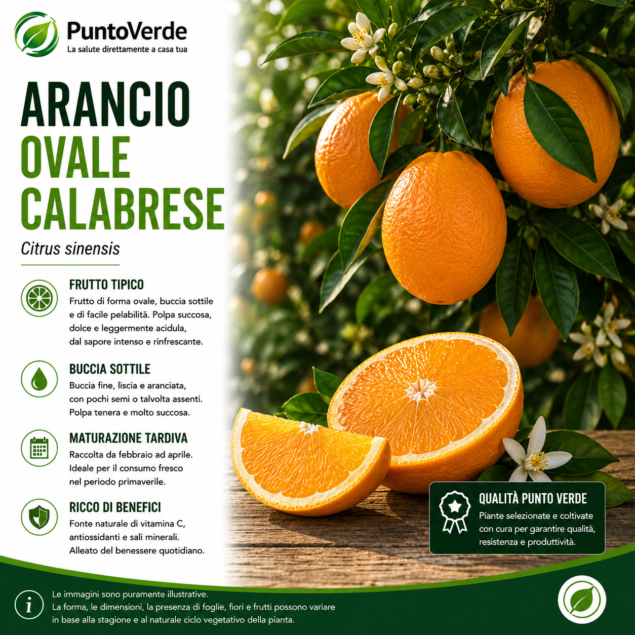 Alberello di Arancio Ovale Calabrese
