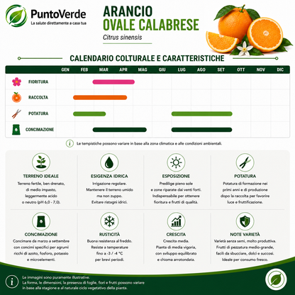 Alberello di Arancio Ovale Calabrese