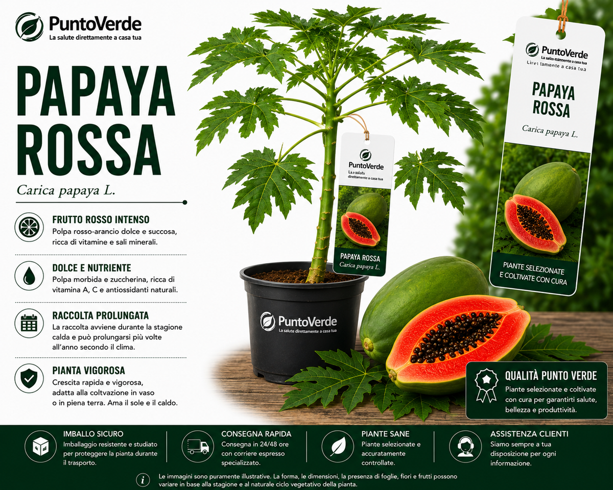 Alberello Rarissimo di Papaya Rossa
