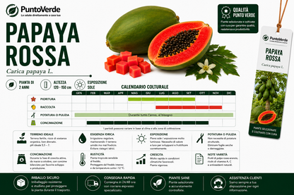 Alberello Rarissimo di Papaya Rossa