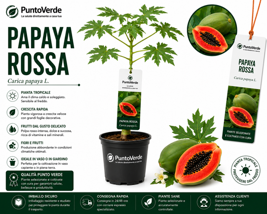 Alberello Rarissimo di Papaya Rossa