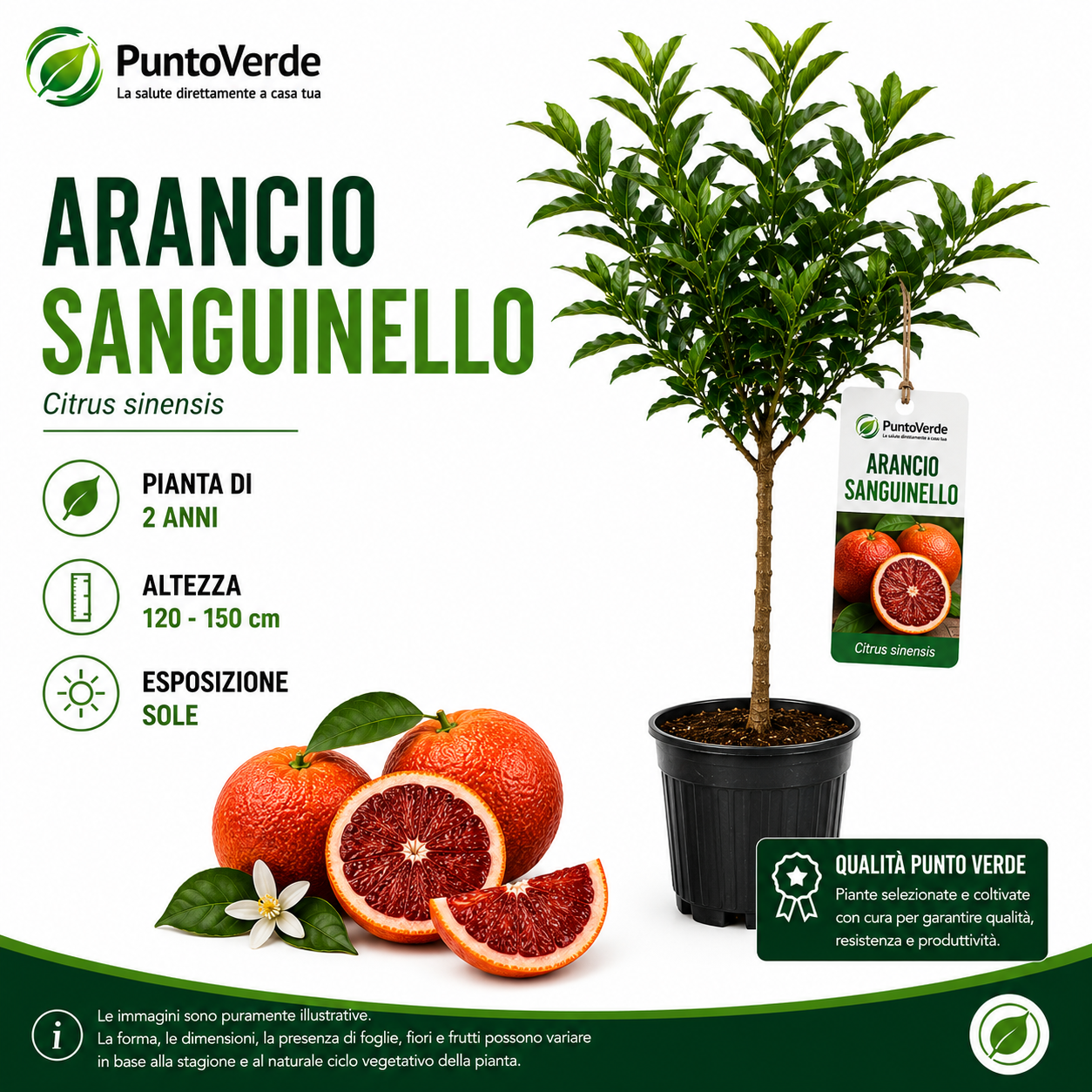 Alberello di Arancio Sanguinello