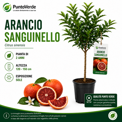 Alberello di Arancio Sanguinello