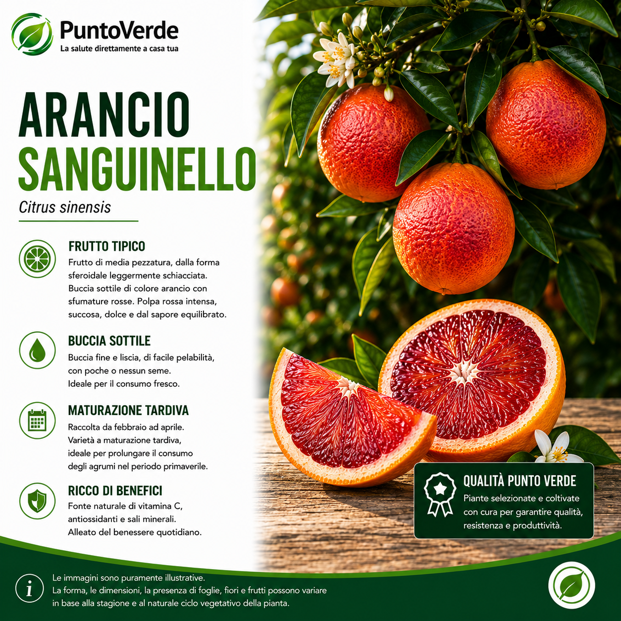 Alberello di Arancio Sanguinello