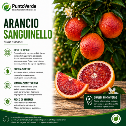 Alberello di Arancio Sanguinello