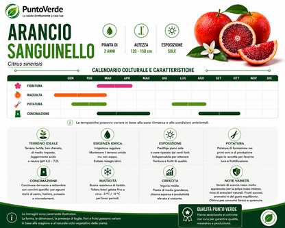 Alberello di Arancio Sanguinello