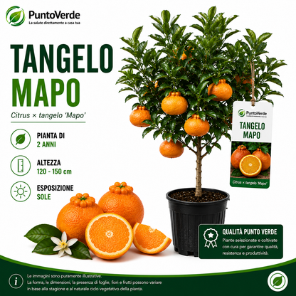 Alberello di Tangelo Mapo