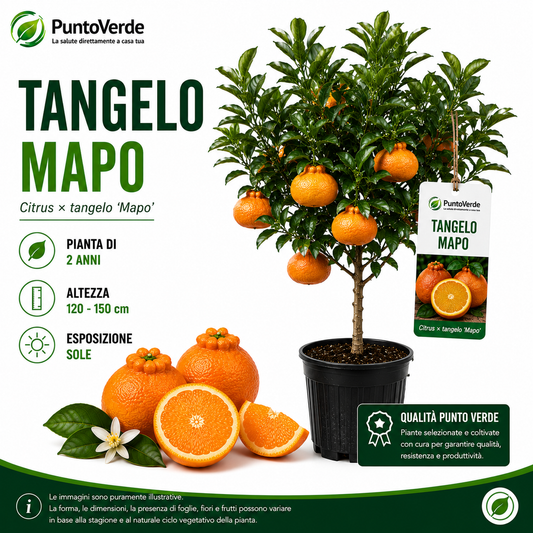 Alberello di Tangelo Mapo