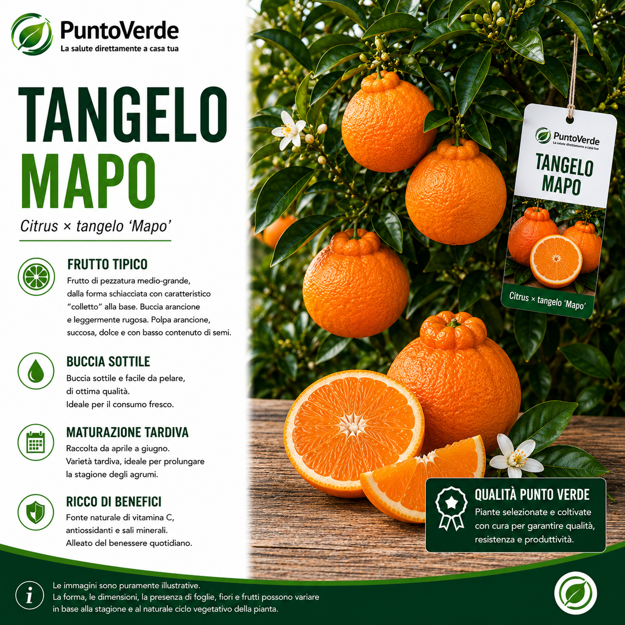 Alberello di Tangelo Mapo