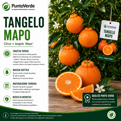 Alberello di Tangelo Mapo