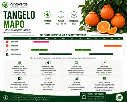 Alberello di Tangelo Mapo