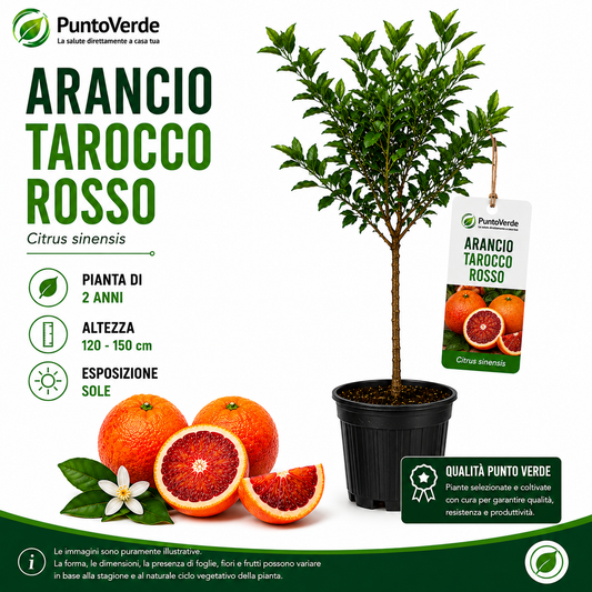 Alberello di Arancio Tarocco Rosso