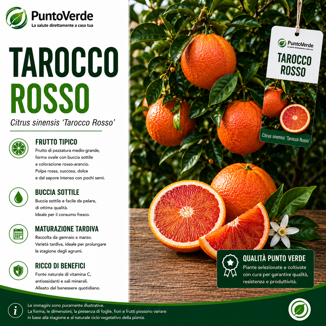 Alberello di Arancio Tarocco Rosso