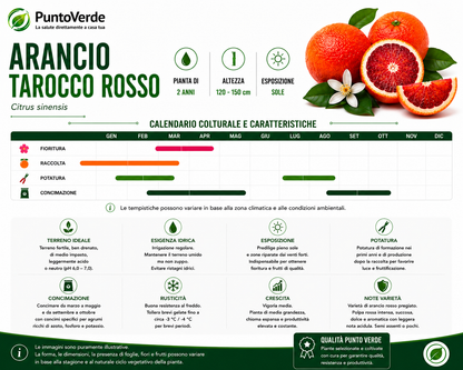 Alberello di Arancio Tarocco Rosso