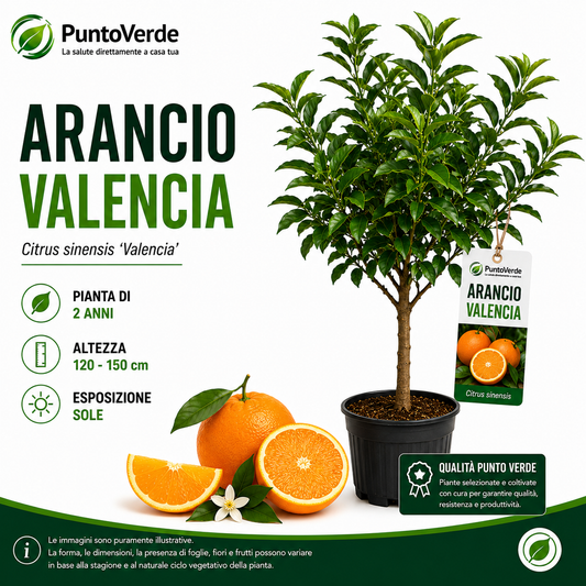 Alberello di Arancio Valencia