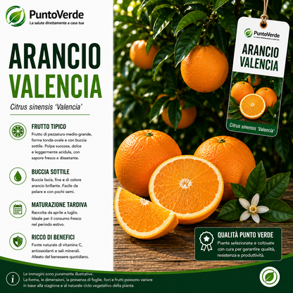 Alberello di Arancio Valencia