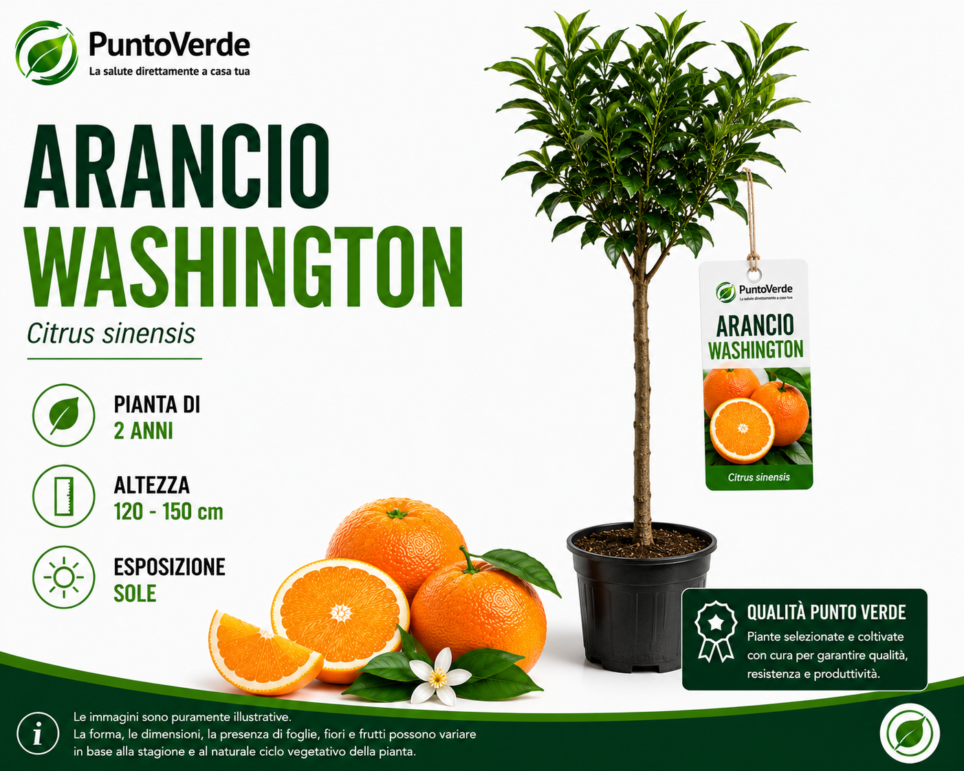 Alberello di Arancio Washington
