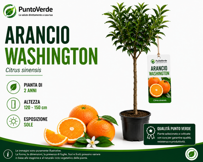 Alberello di Arancio Washington