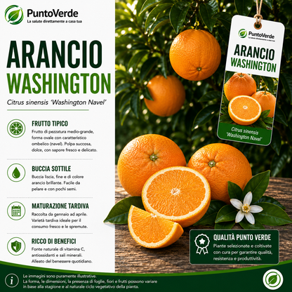 Alberello di Arancio Washington