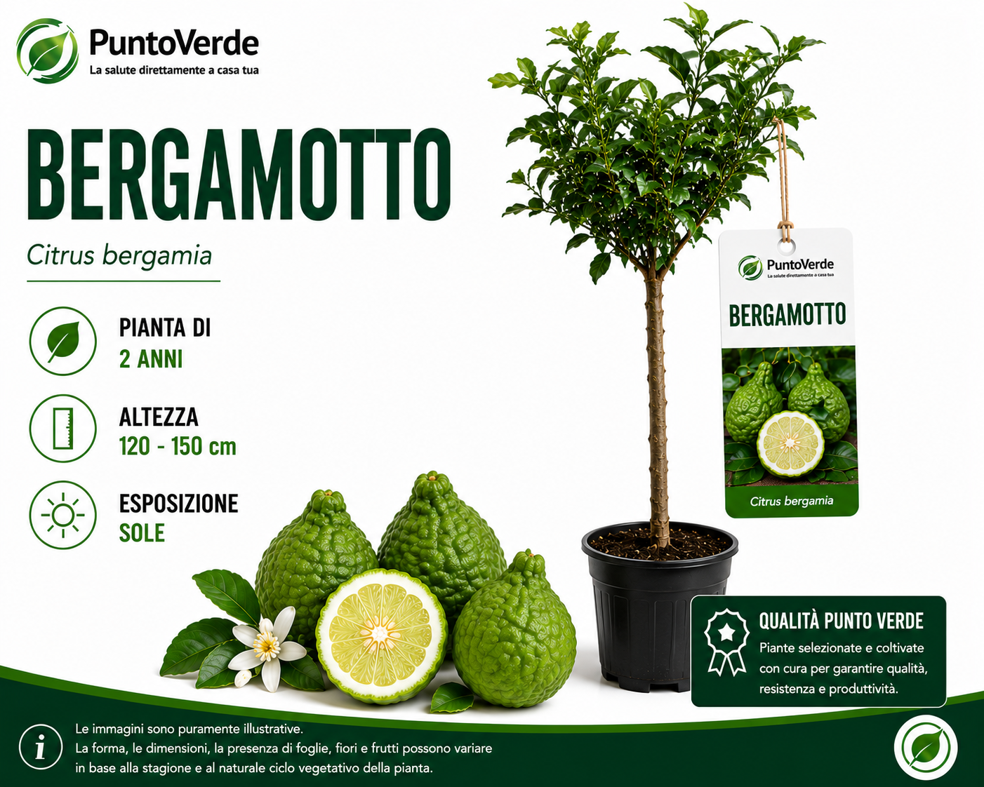 Alberello di Bergamotto