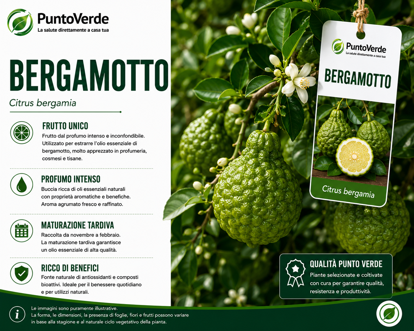 Alberello di Bergamotto