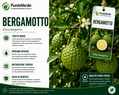 Alberello di Bergamotto