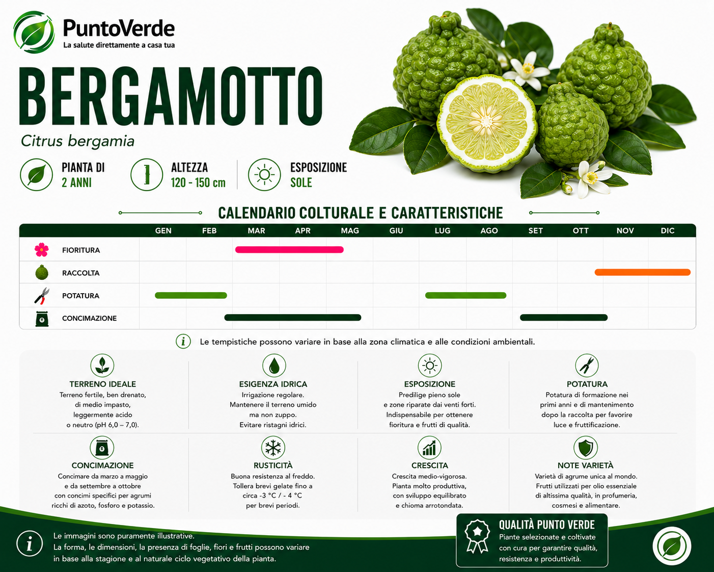 Alberello di Bergamotto