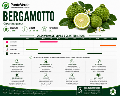 Alberello di Bergamotto