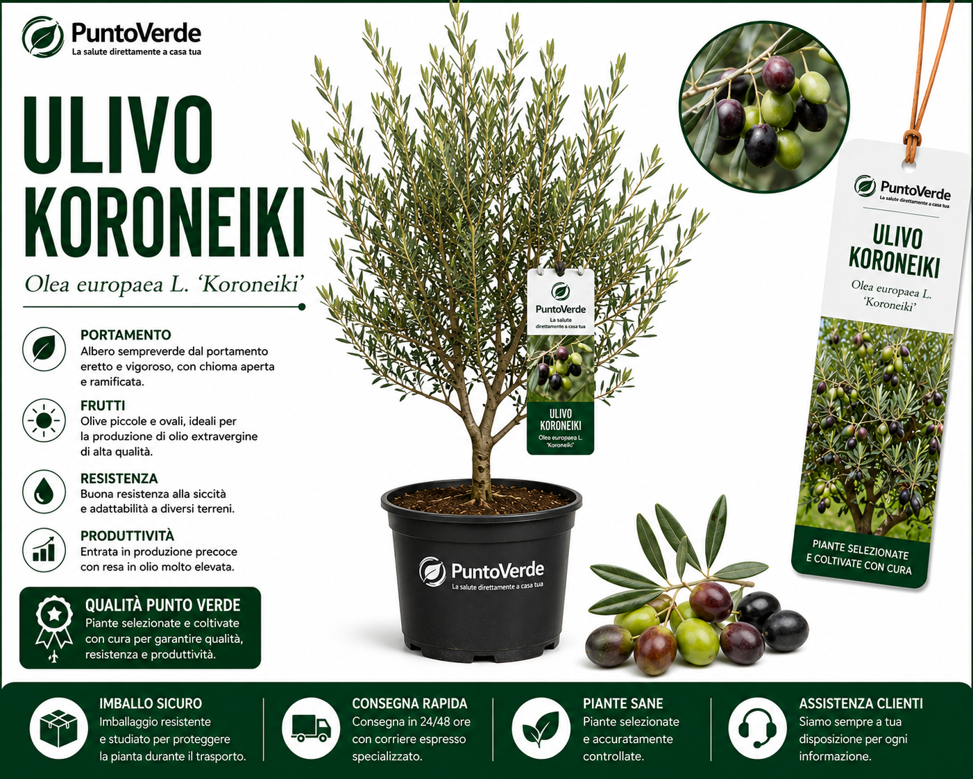 Alberello di Ulivo Koroneiki