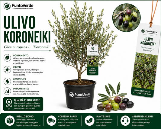 Alberello di Ulivo Koroneiki