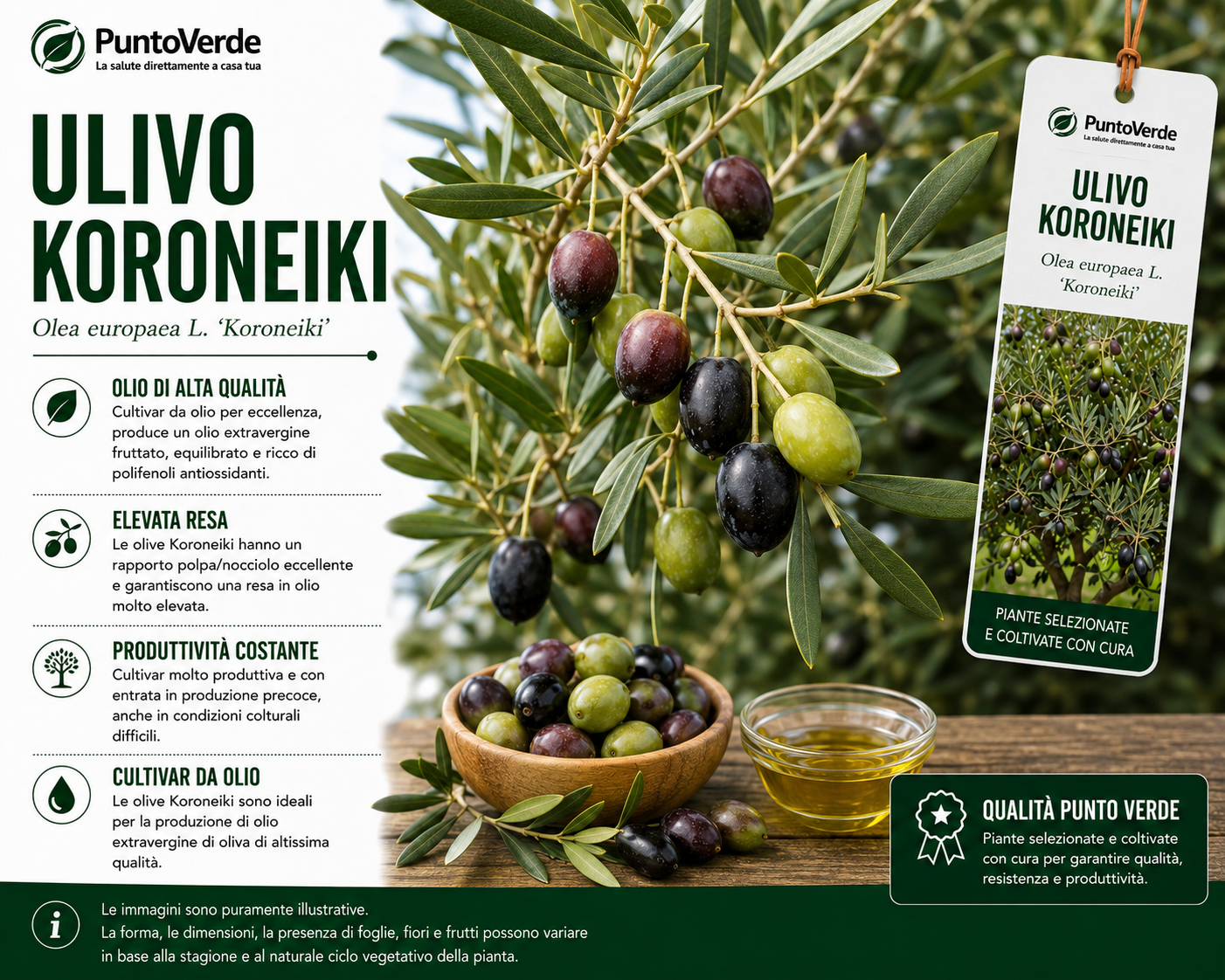 Alberello di Ulivo Koroneiki