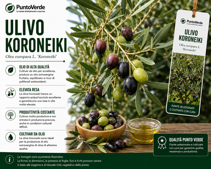 Alberello di Ulivo Koroneiki
