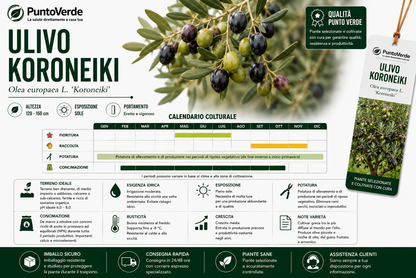 Alberello di Ulivo Koroneiki