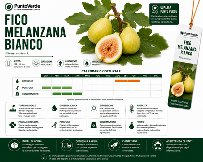 Alberello di Fico Melanzana Bianco