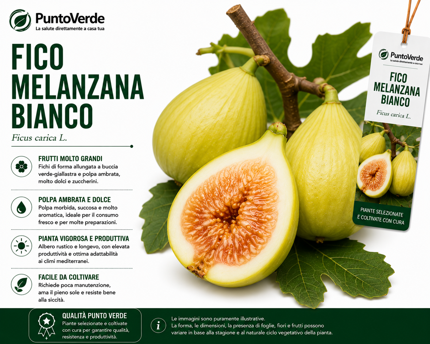 Alberello di Fico Melanzana Bianco