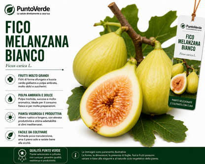 Alberello di Fico Melanzana Bianco