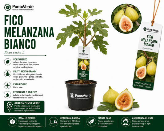 Alberello di Fico Melanzana Bianco