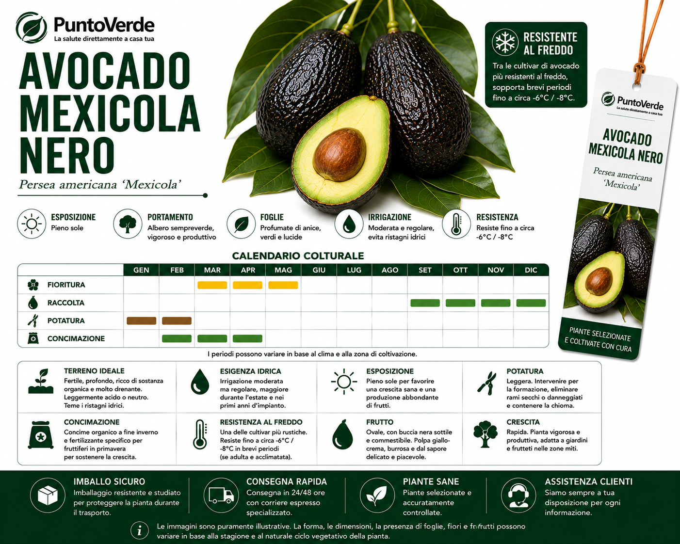 Albero di Avocado Mexicola Nero