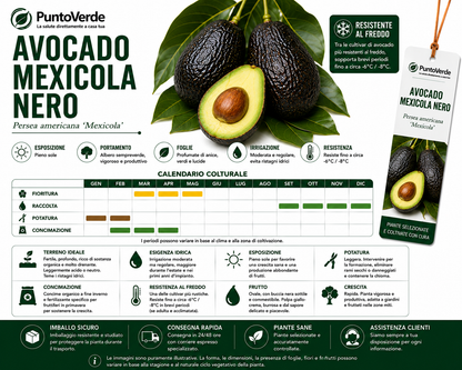 Albero di Avocado Mexicola Nero