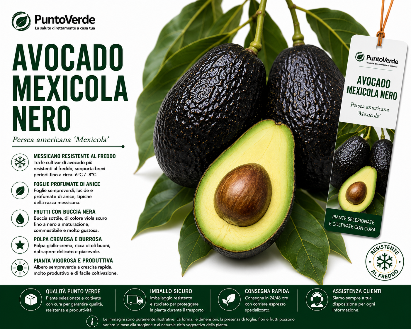 Albero di Avocado Mexicola Nero