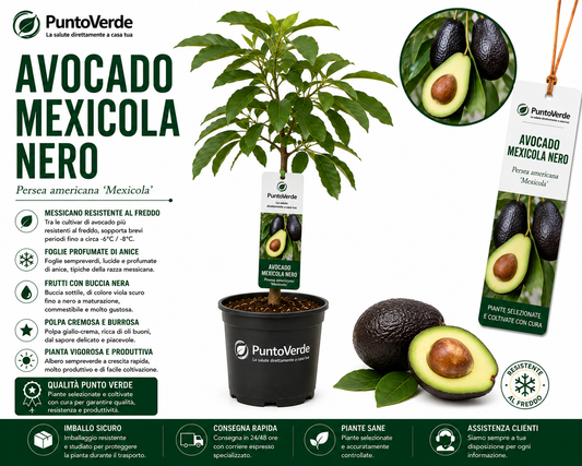 Albero di Avocado Mexicola Nero