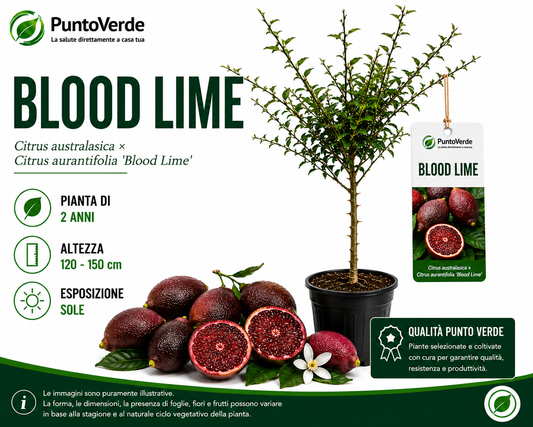 Rarissimo Alberello di Blood Lime