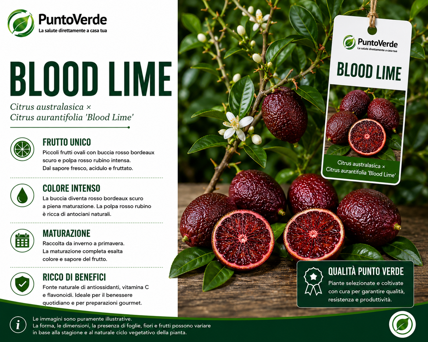 Rarissimo Alberello di Blood Lime