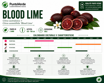 Rarissimo Alberello di Blood Lime