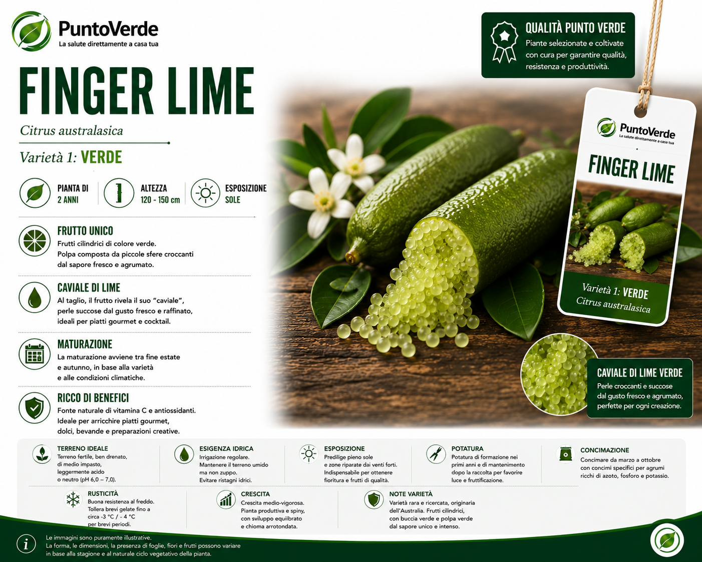 Alberello di Caviale Limone (Finger Lime)