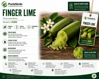 Alberello di Caviale Limone (Finger Lime)