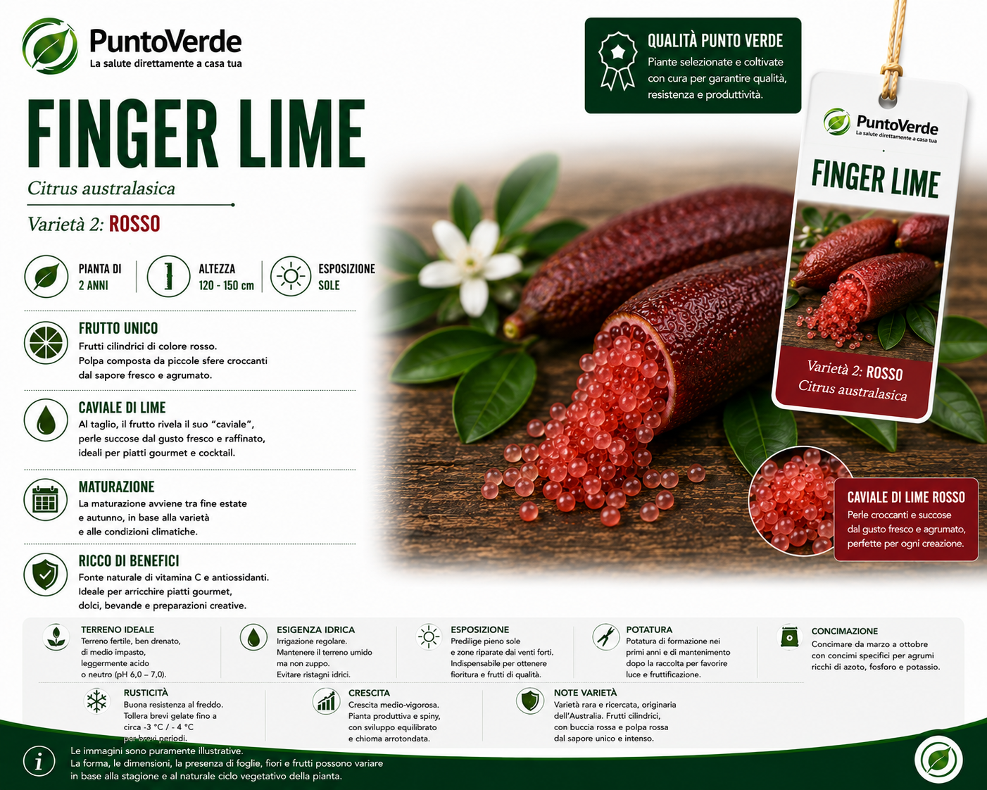 Alberello di Caviale Limone (Finger Lime)