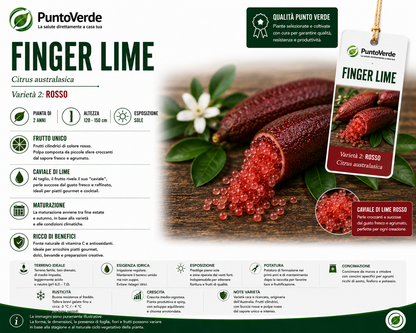 Alberello di Caviale Limone (Finger Lime)