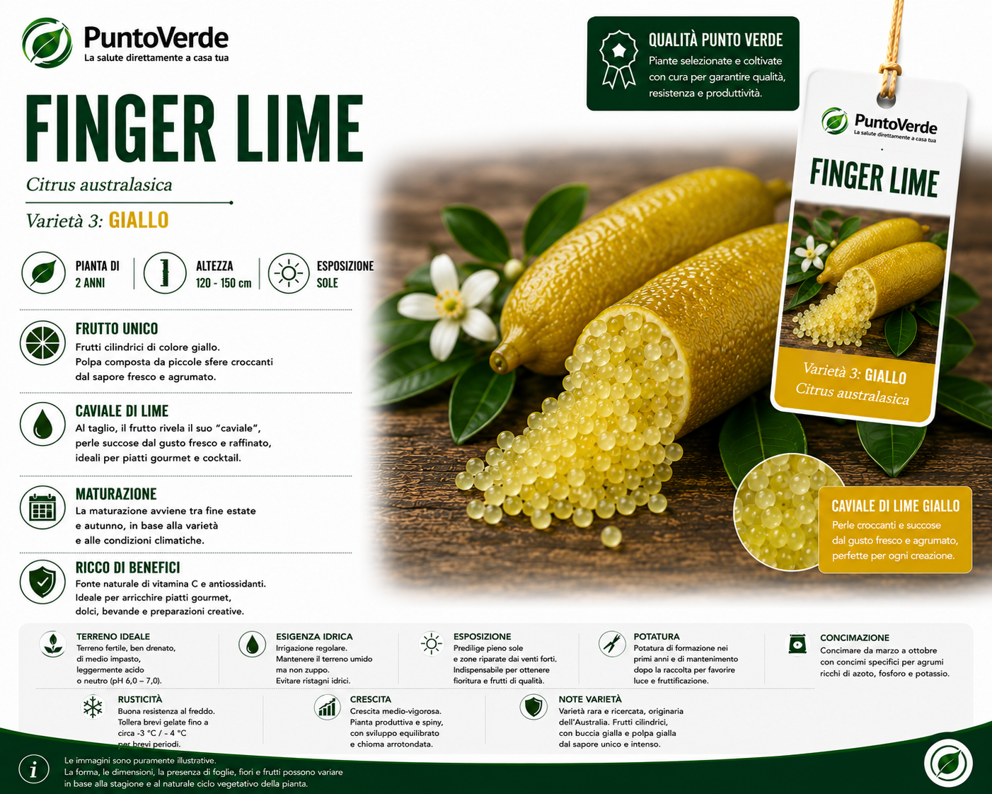 Alberello di Caviale Limone (Finger Lime)