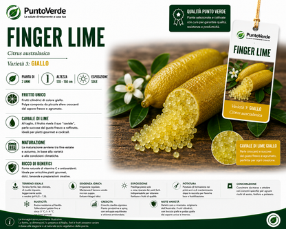 Alberello di Caviale Limone (Finger Lime)